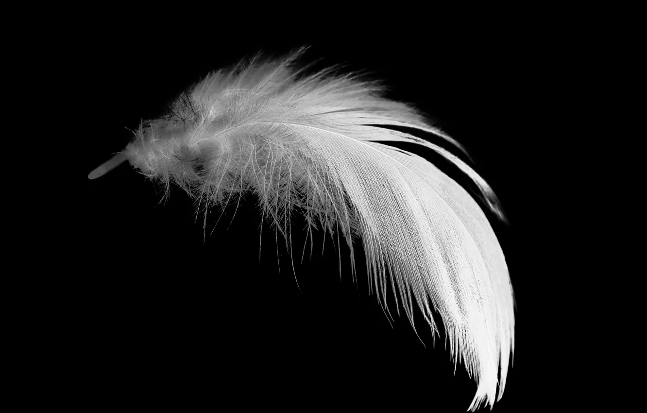Фото обои white, black, feathers