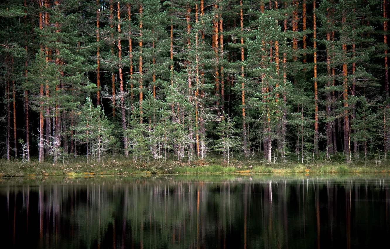 Фото обои Wood, Water, Sea, Trees, Reflexion, Wildnis
