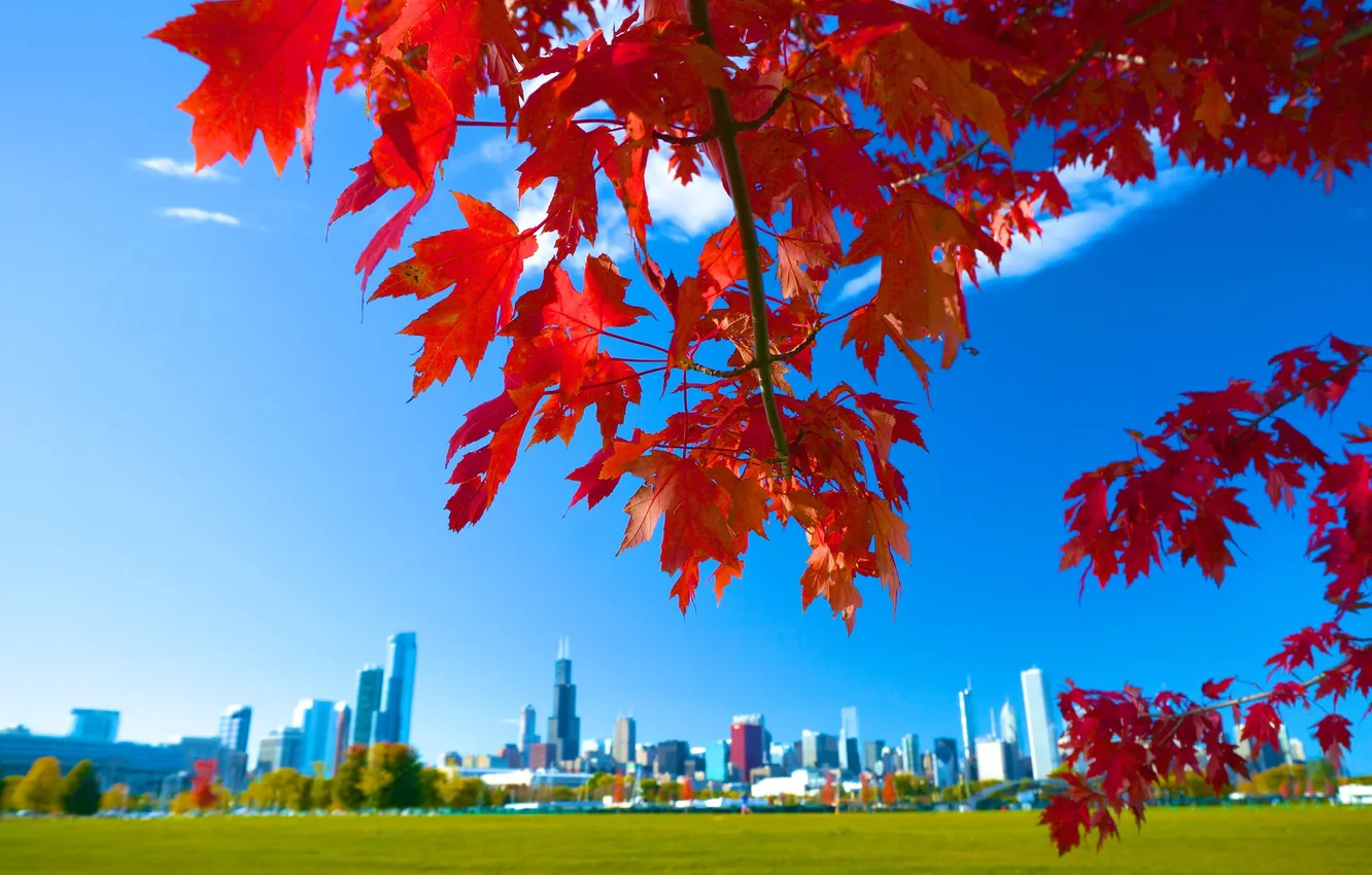 Фото обои осень, небо, листья, город, дома, Чикаго, США, клен