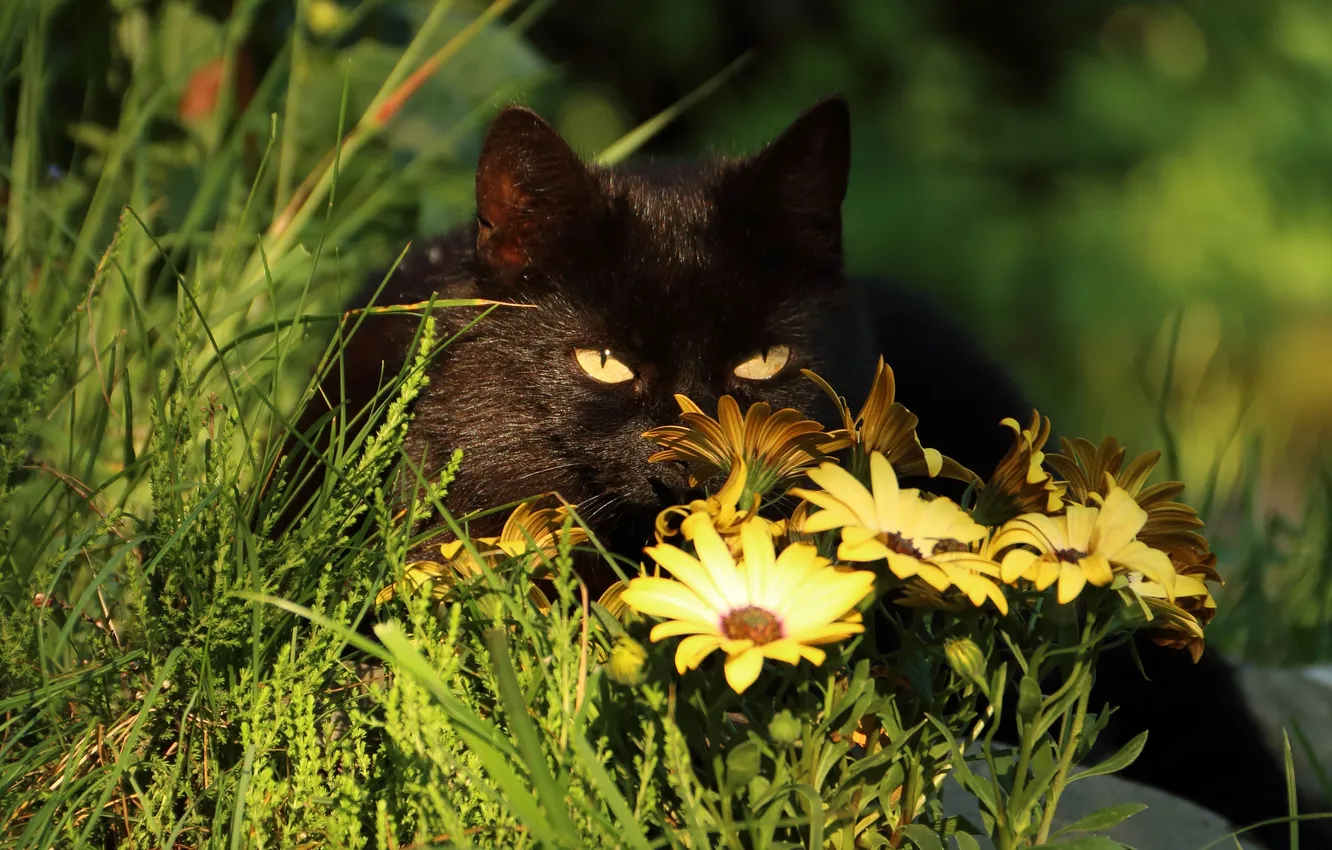 Фото обои лето, трава, глаза, кот, черный, растения