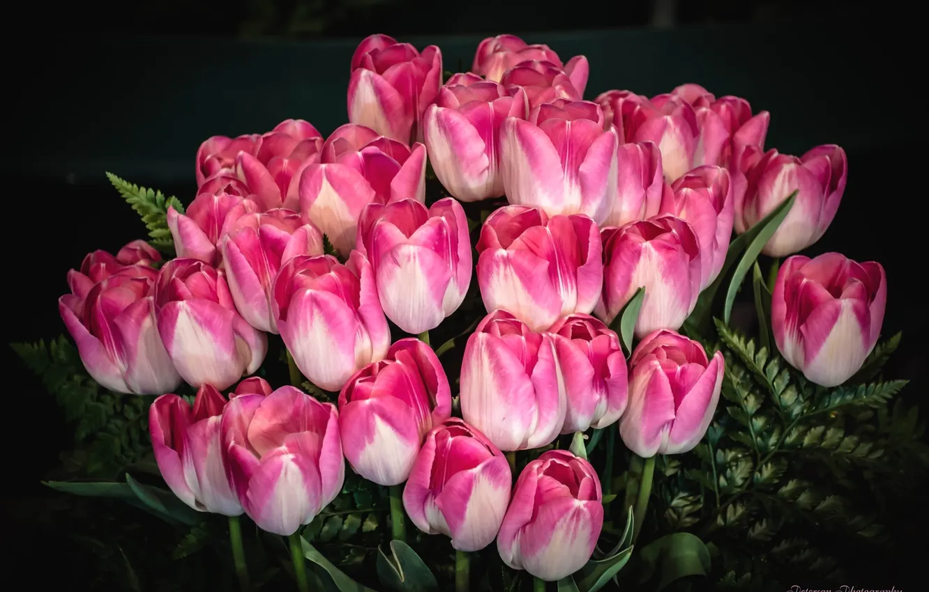 Фото обои розовый, букет, тюльпаны, бутоны