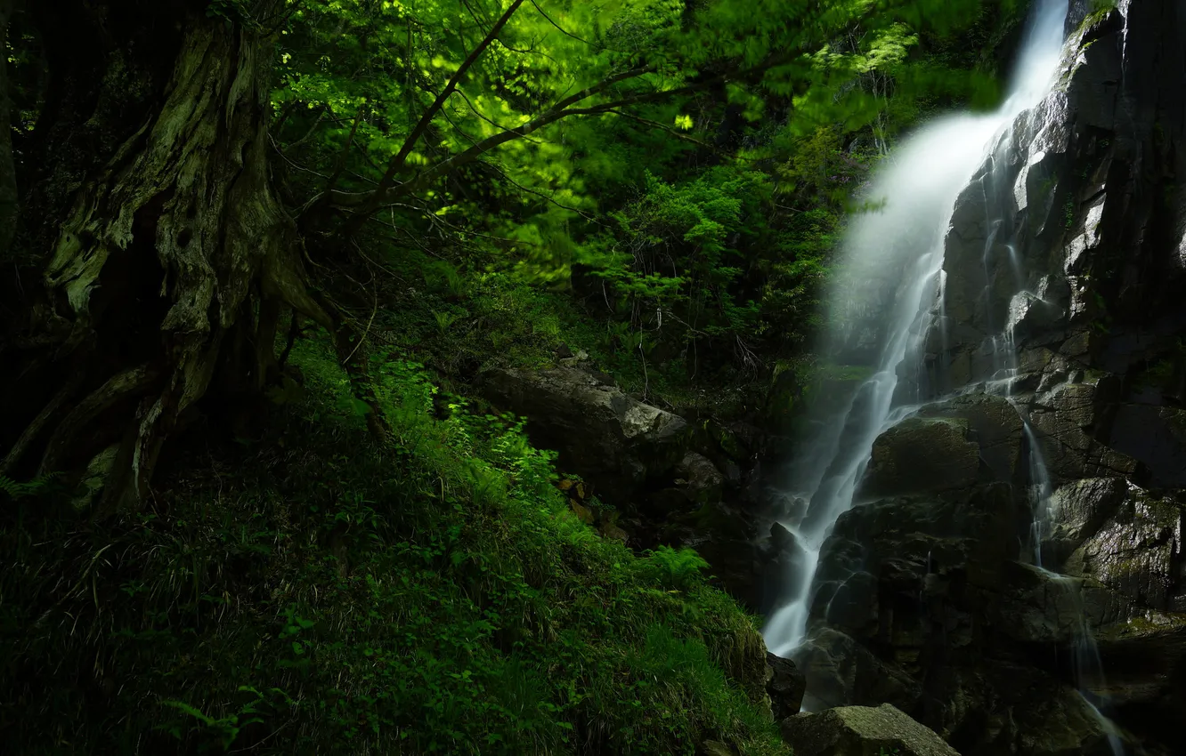 Фото обои зелень, лес, природа, камни, водопад