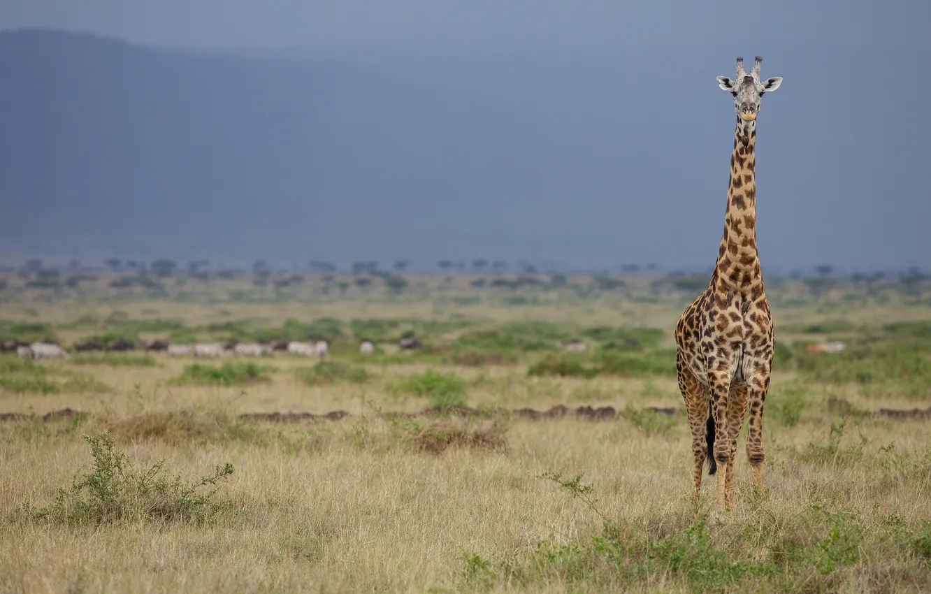 Фото обои жираф, саванна, шея