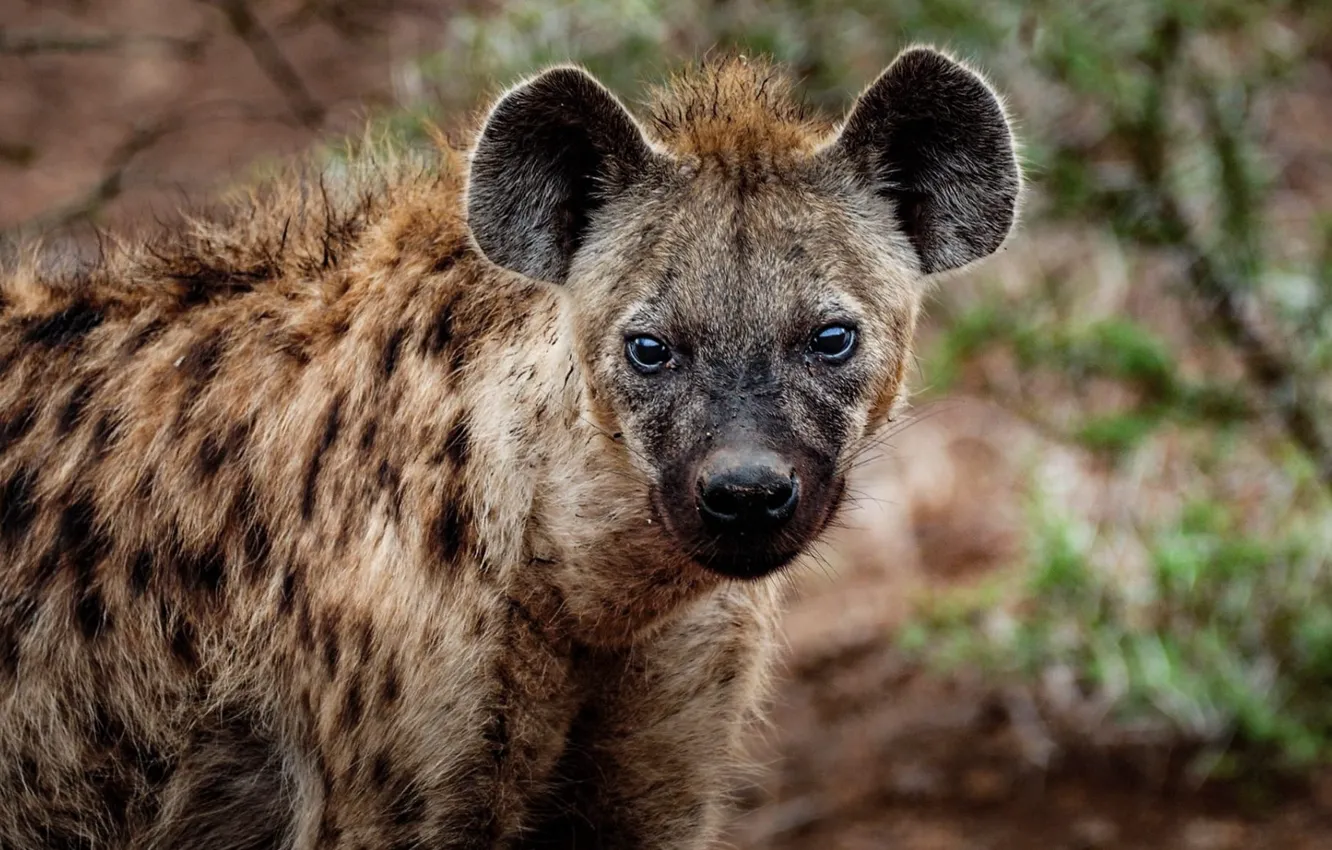 Фото обои blur, animal, animal photography, Close-up Photography of Hyena