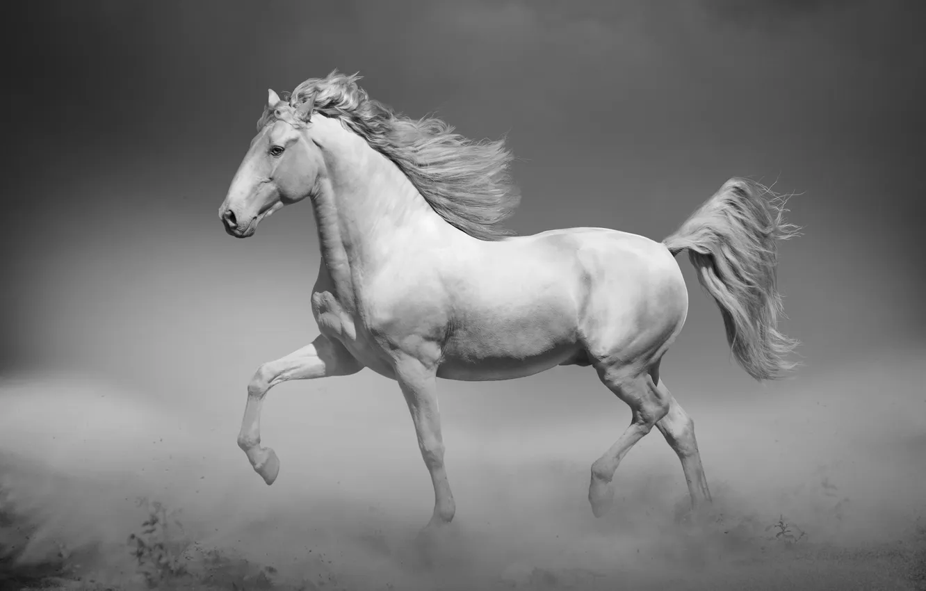 Фото обои nature, grace, horse, looking, lying, mane, motion, mare