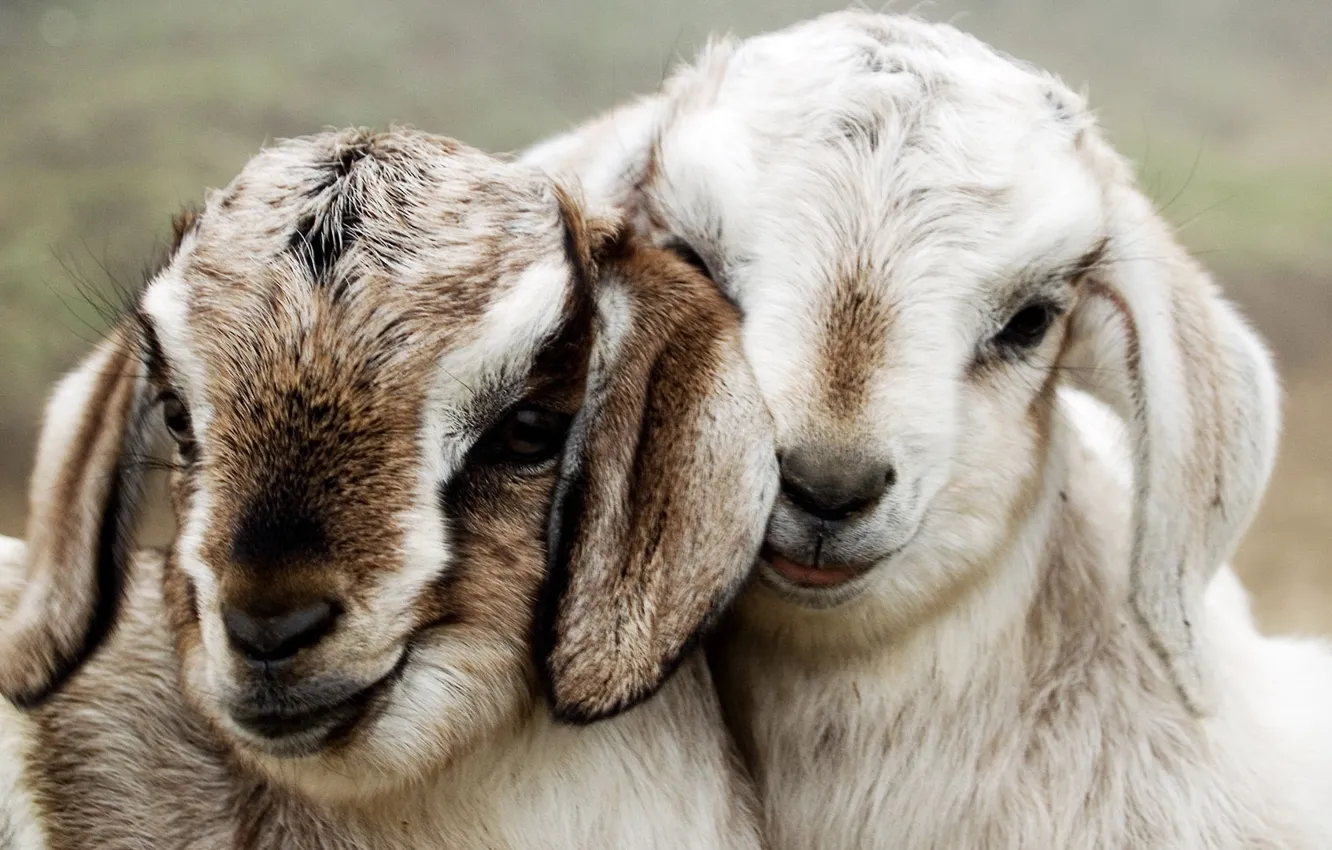 Фото обои пара, уши, морды, козы, козлята
