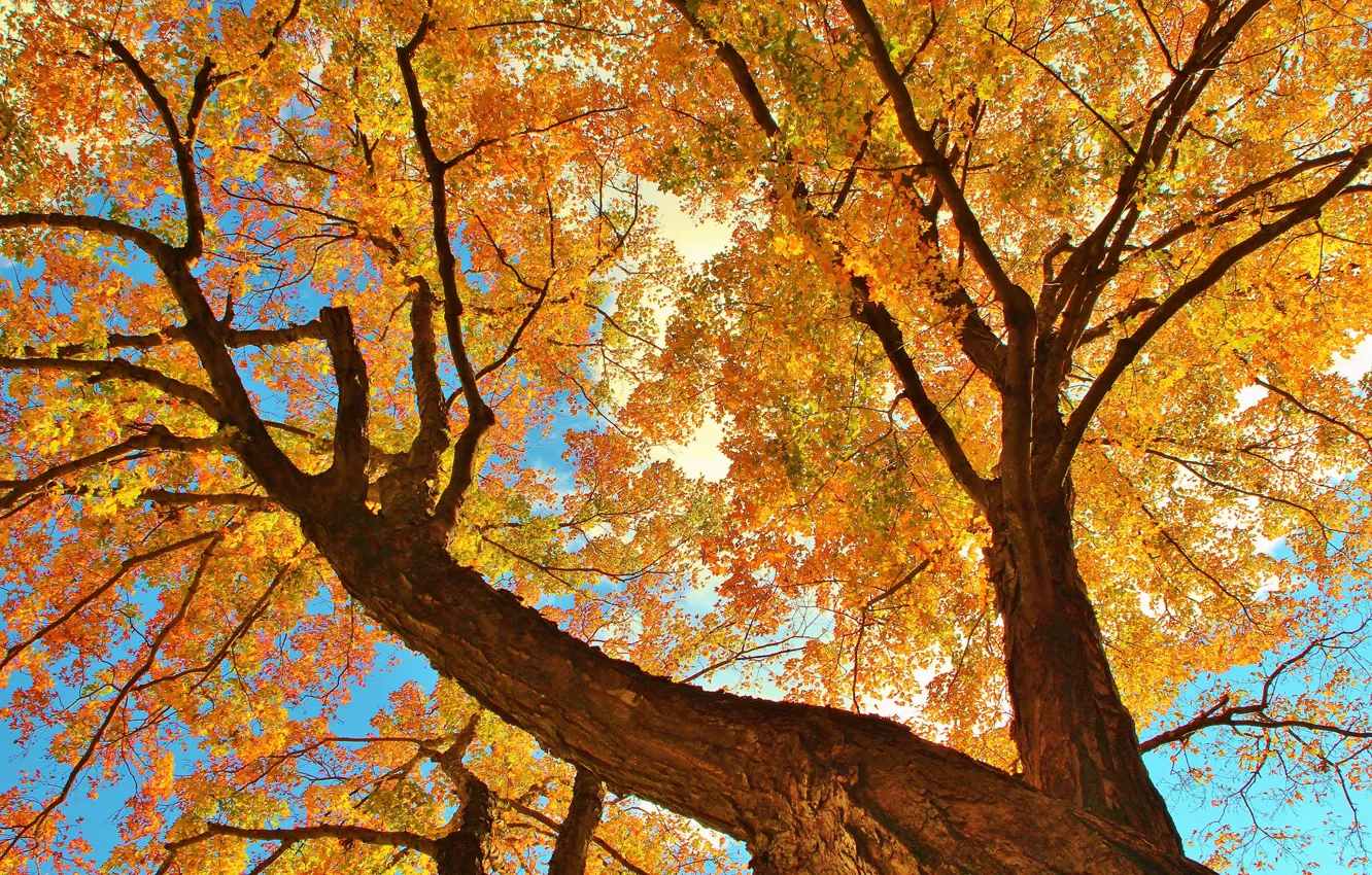 Фото обои осень, небо, листья, ветки, дерево, ствол