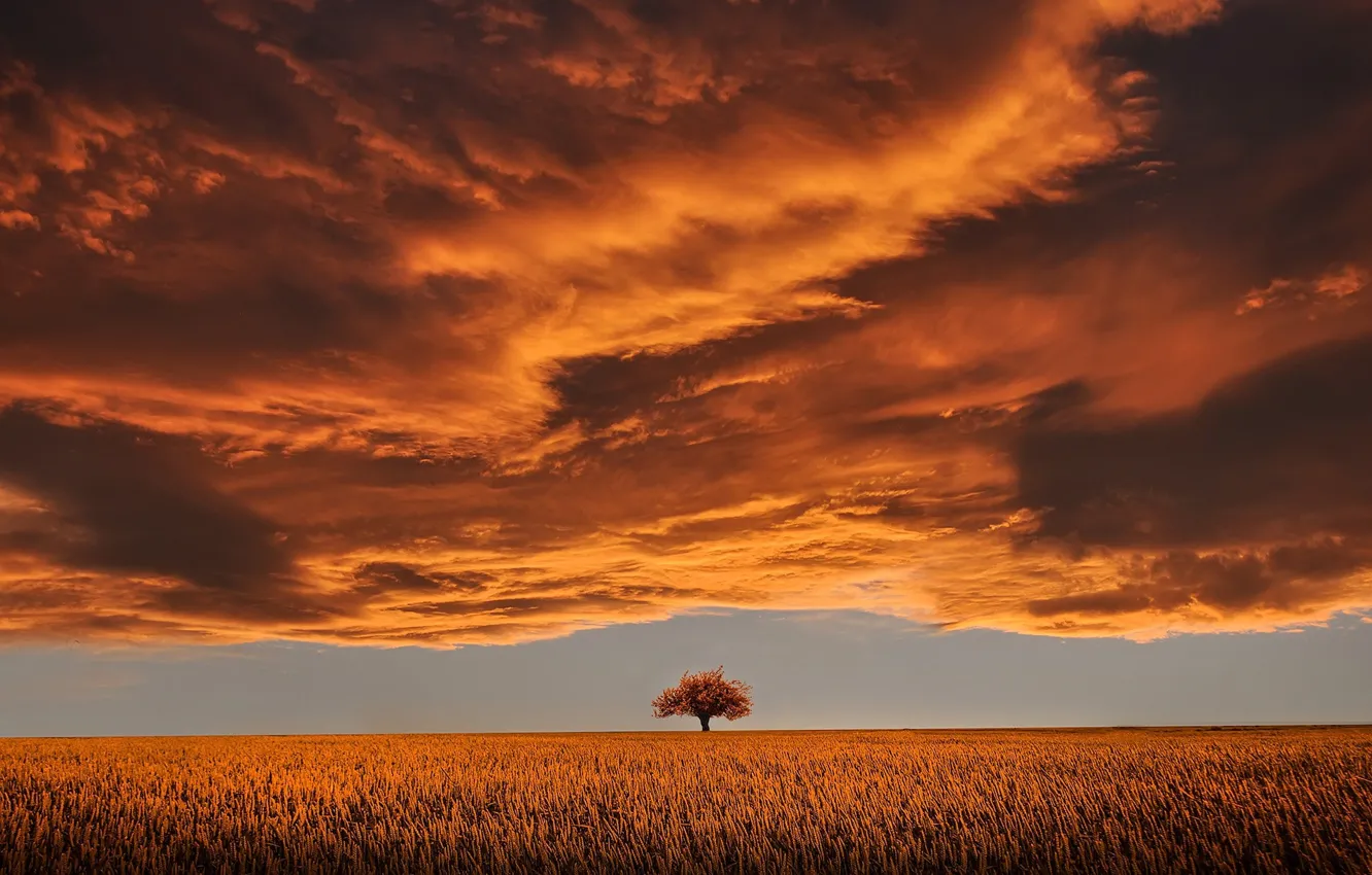 Фото обои поле, небо, облака, красота, горизонт, простор, одинокое дерево, sky