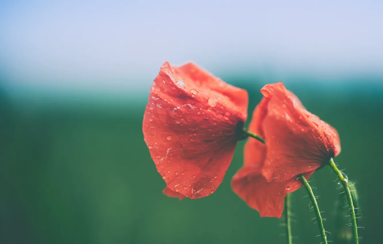 Фото обои flowers, drops, poppy, stalks