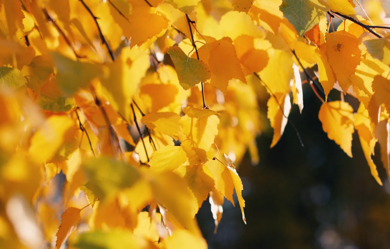 Фото обои осень, листья, деревья, природа, дерево