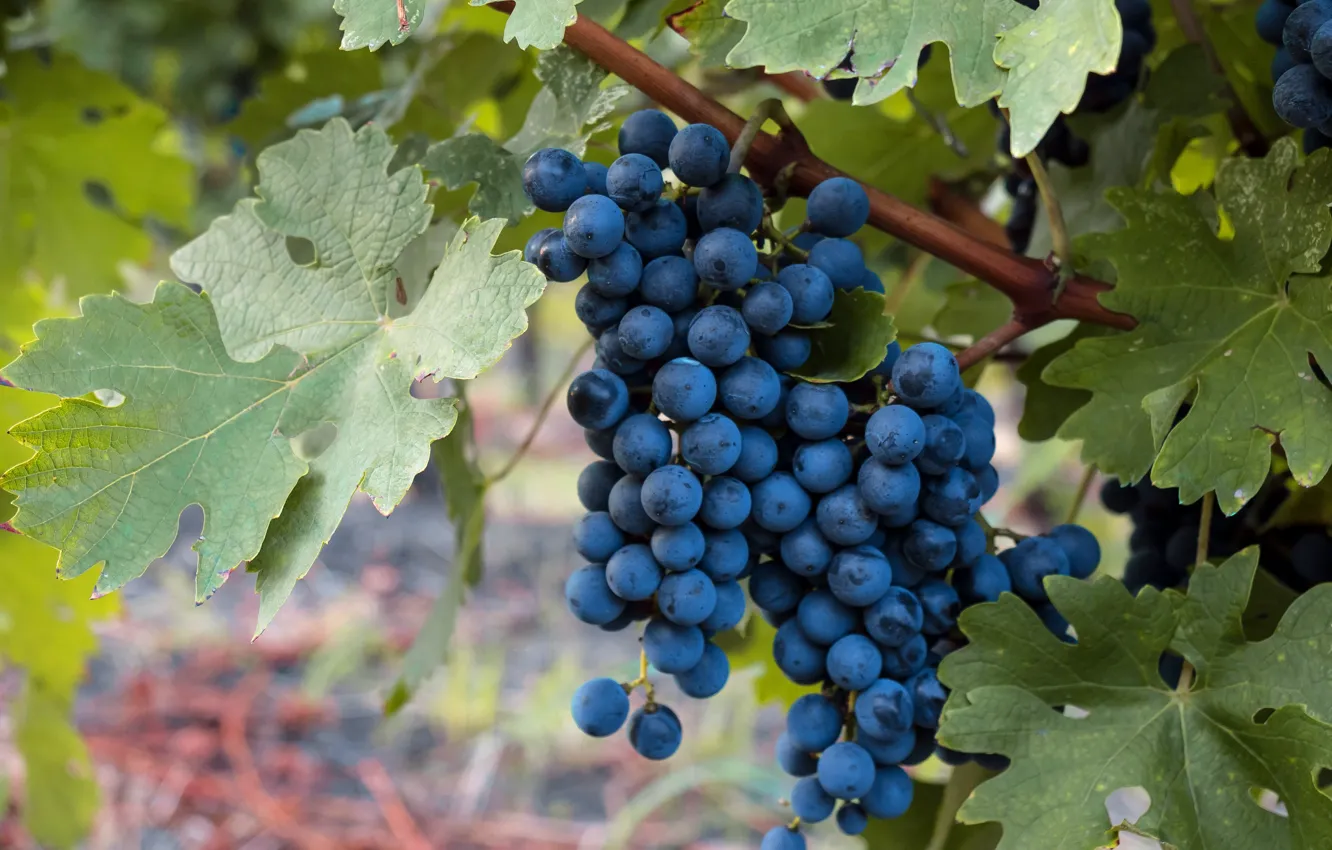 Фото обои листья, макро, синий, виноград, виноградник, висит, гроздь винограда