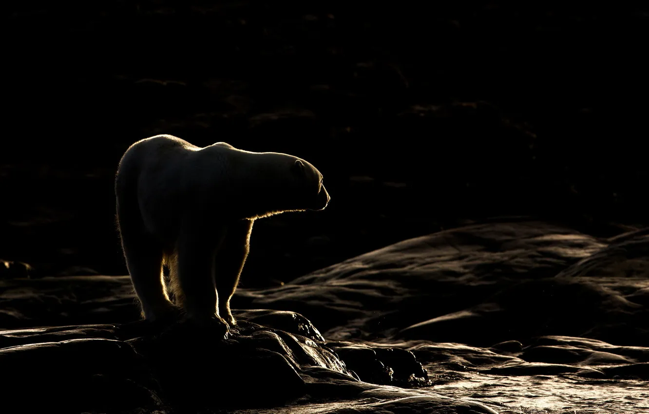 Фото обои Norway, Polarbear, Whiteisland