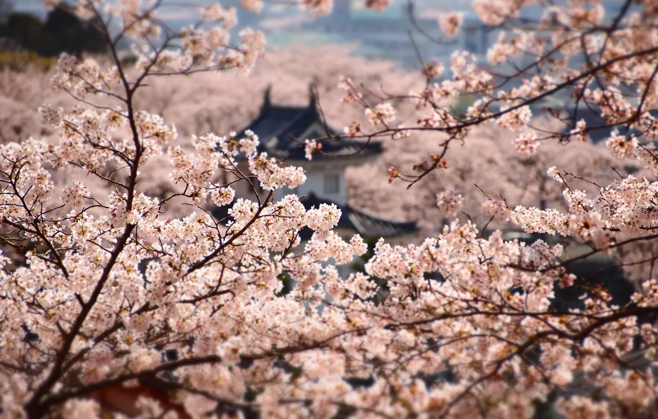 Фото обои Япония, сакура, Japan, цветение, Himedzi
