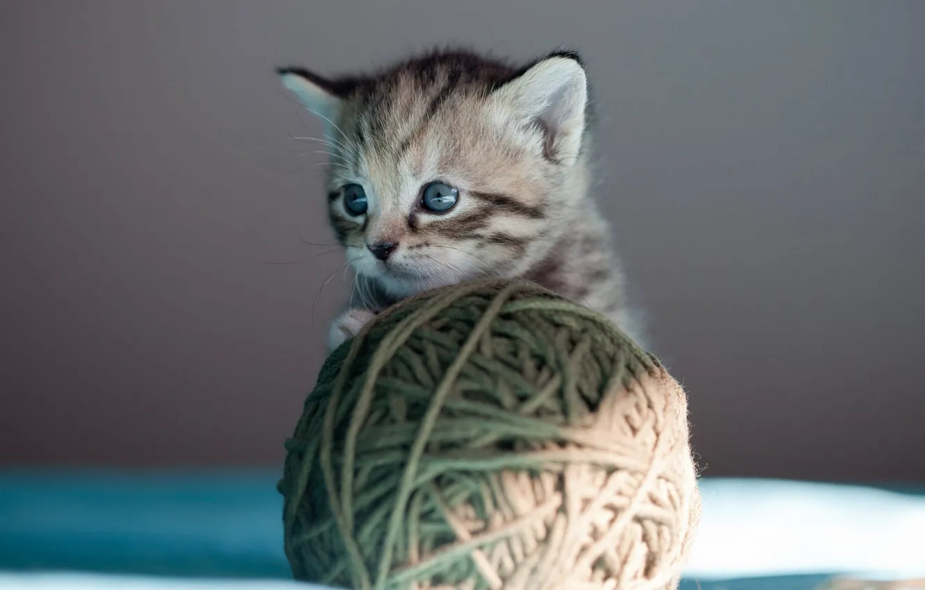 Фото обои кошка, взгляд, свет, клубок, серый, фон, игра, шерсть
