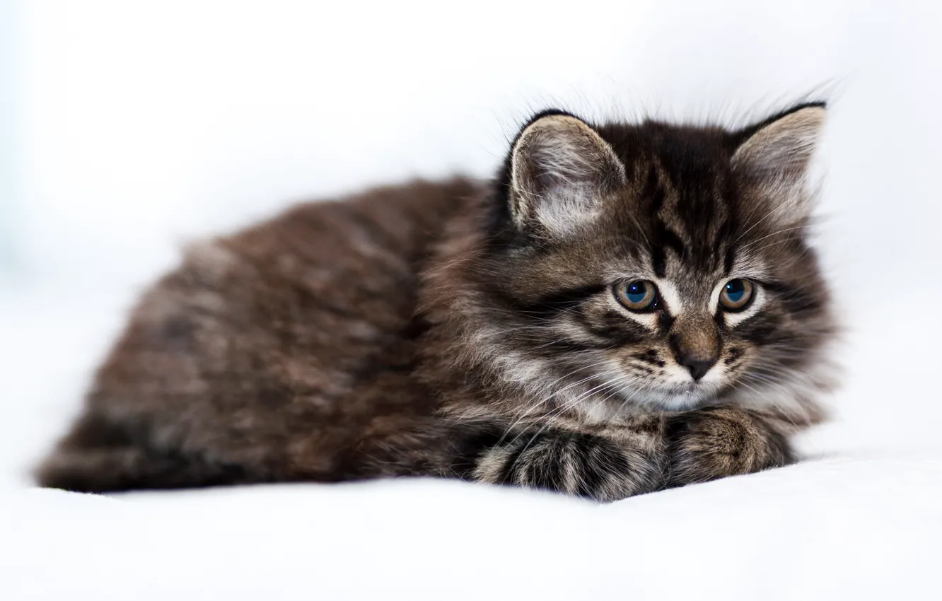 Фото обои пушистый, лежит, котёнок, светлый фон