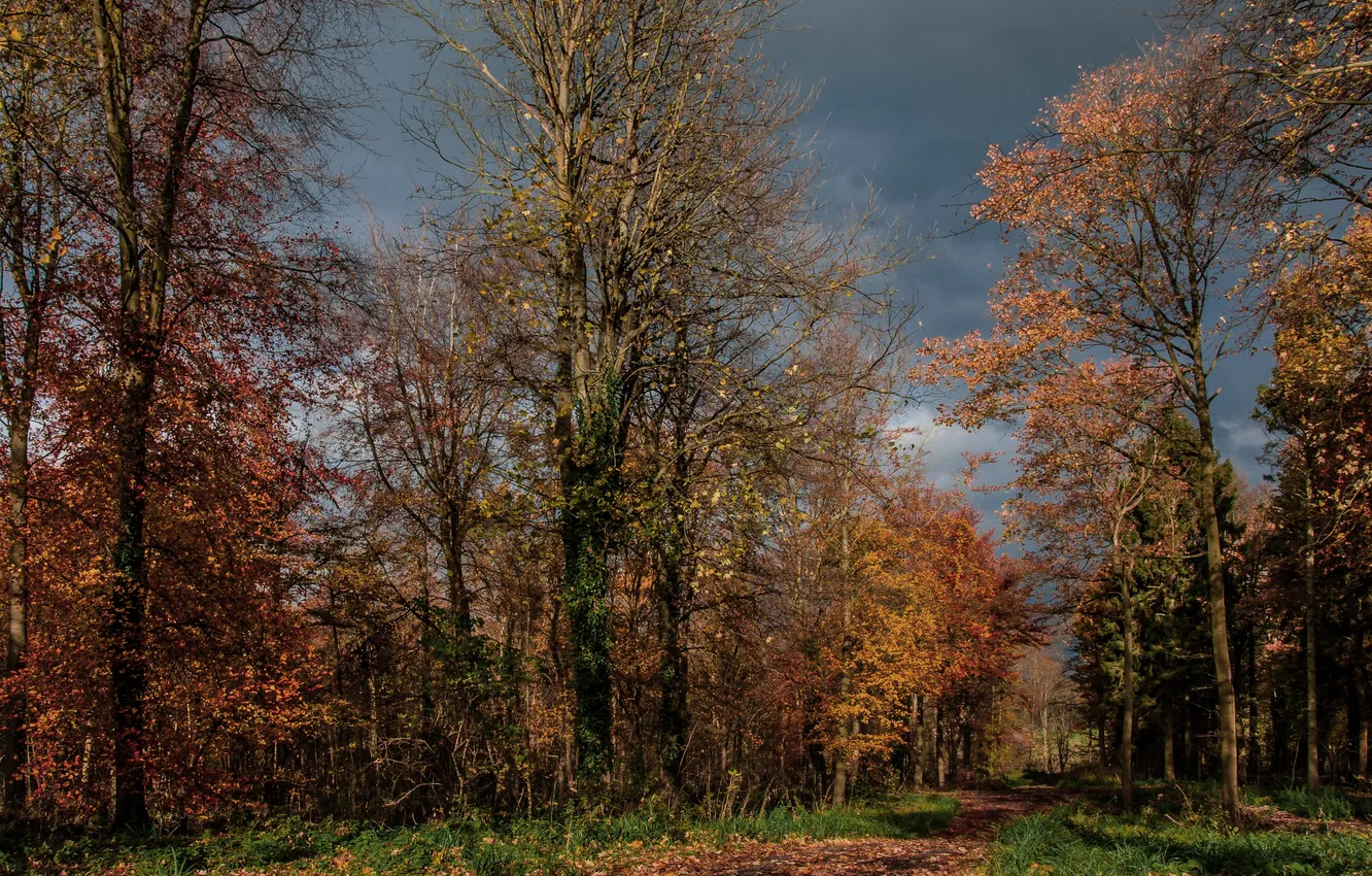 Фото обои осень, лес, деревья, природа, Англия, Великобритания, England, United Kingdom