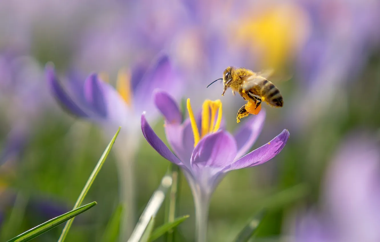Фото обои макро, цветы, пчела, весна, крокусы