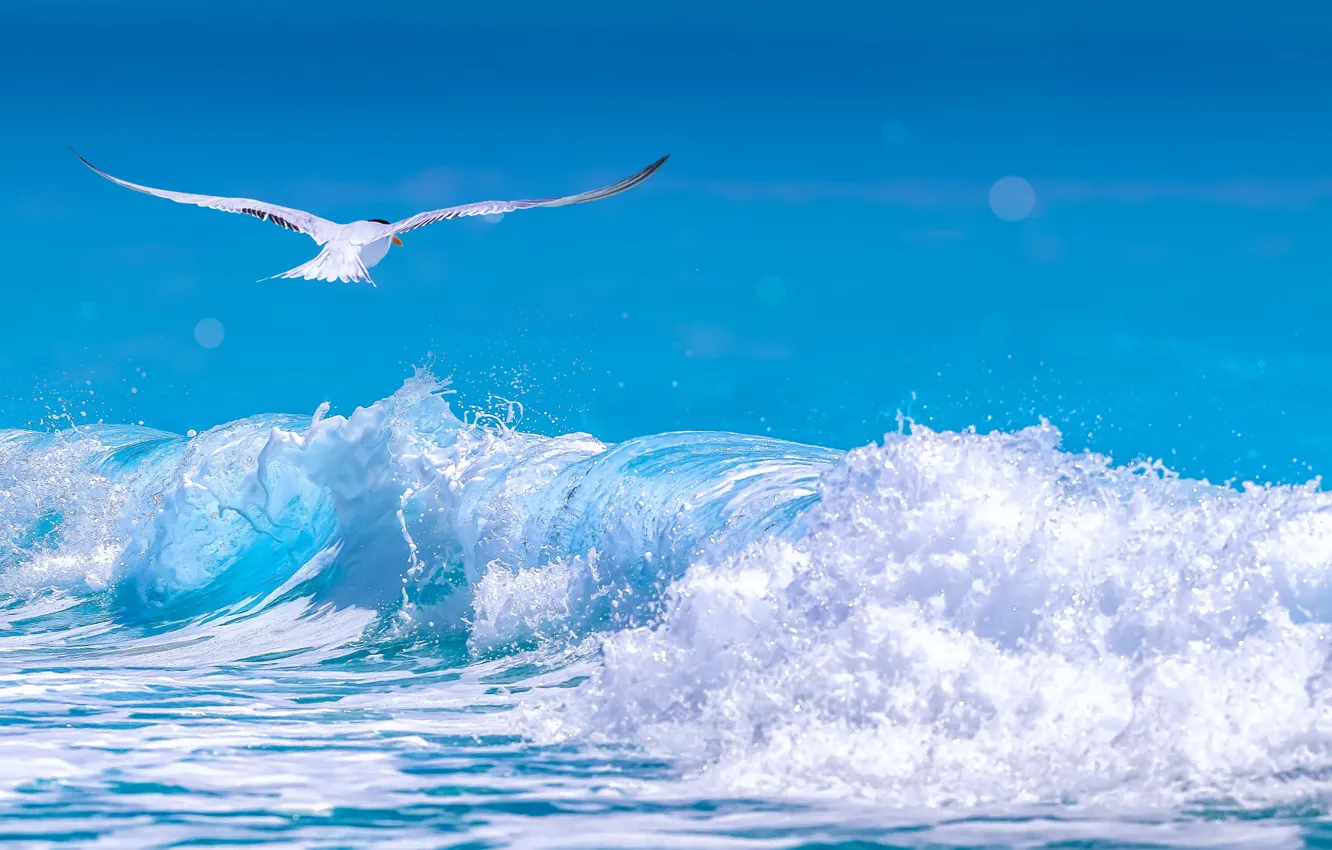 Фото обои море, волны, пена, чайка