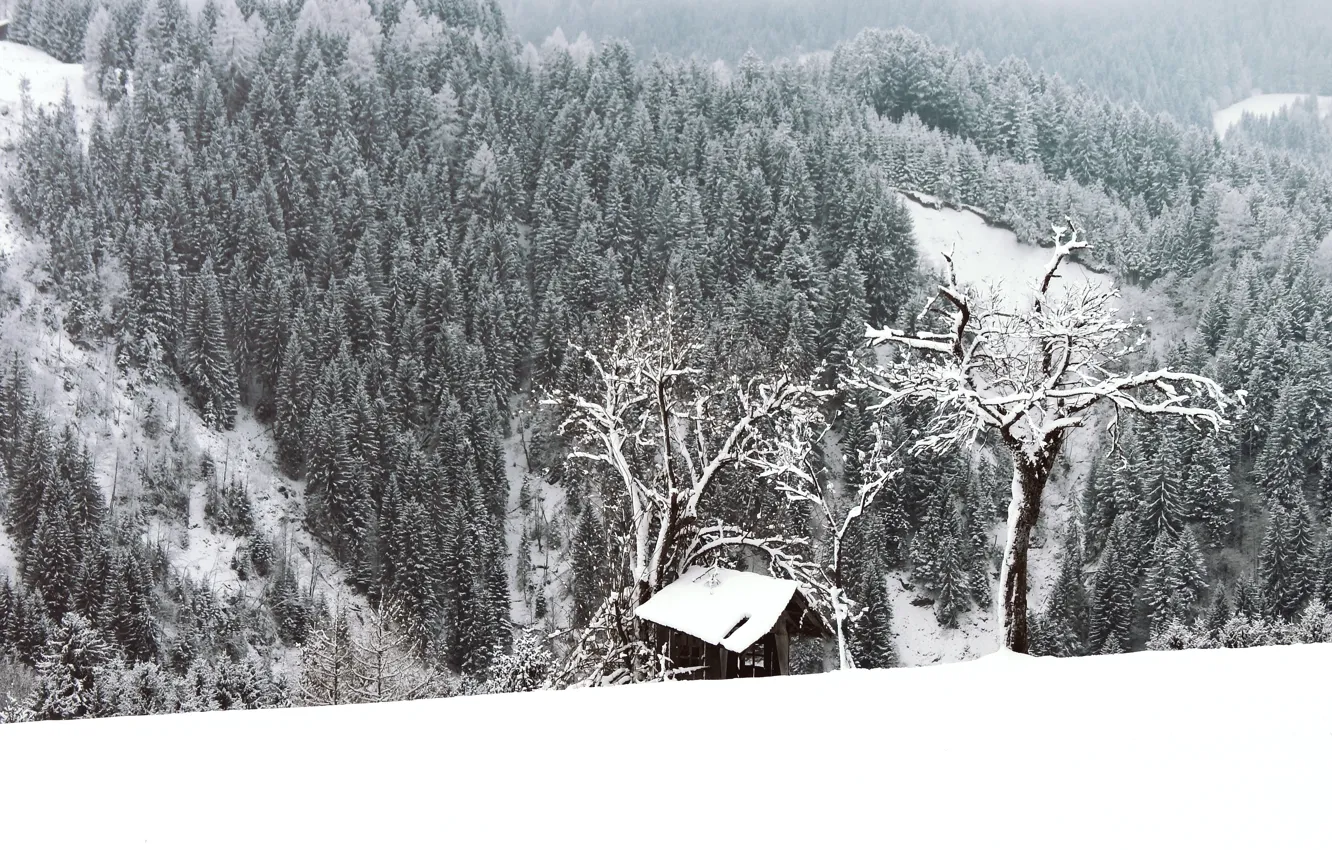 Фото обои зима, лес, снег, деревья, мороз, forest, Nature, trees