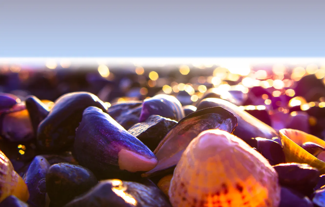 Фото обои light, beach, sea, mood, color, shore, shells