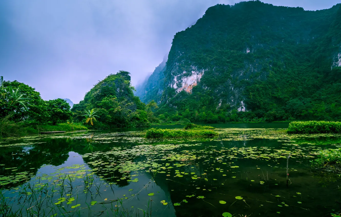 Фото обои зелень, лес, деревья, горы, туман, река, скалы, джунгли