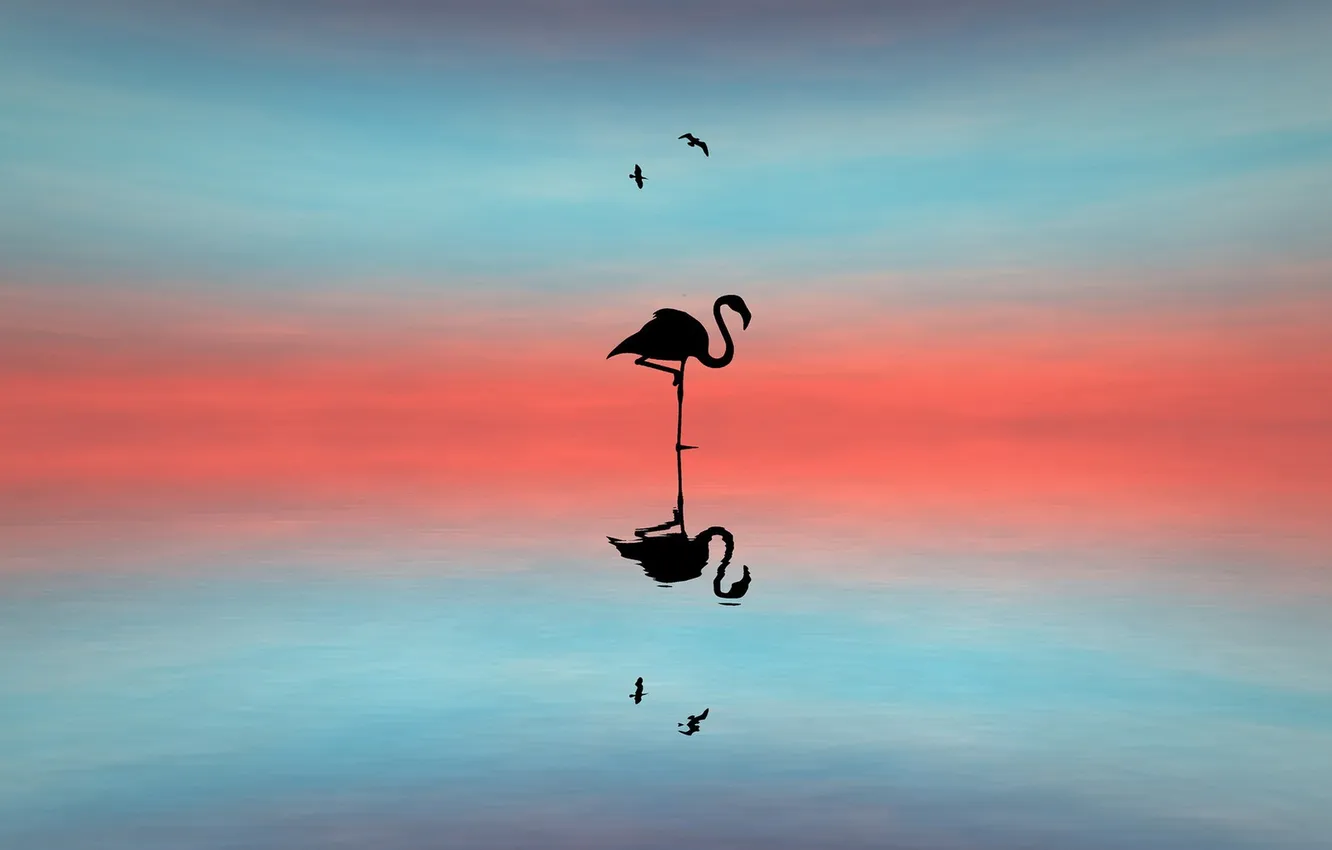 Фото обои свет, фон, птица