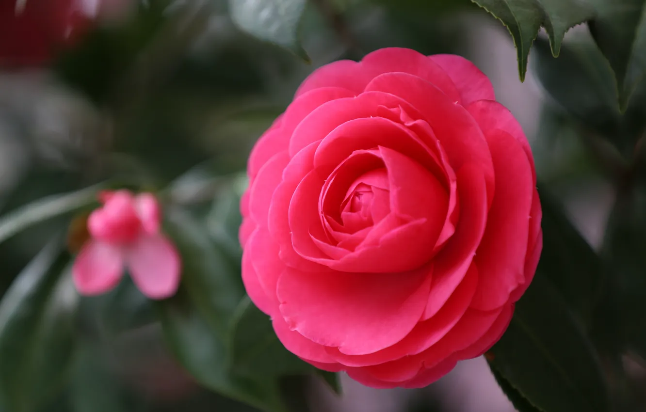 Фото обои цветок, макро, красный, фокус, лепестки, Камелия, японская камелия, Camellia japonica