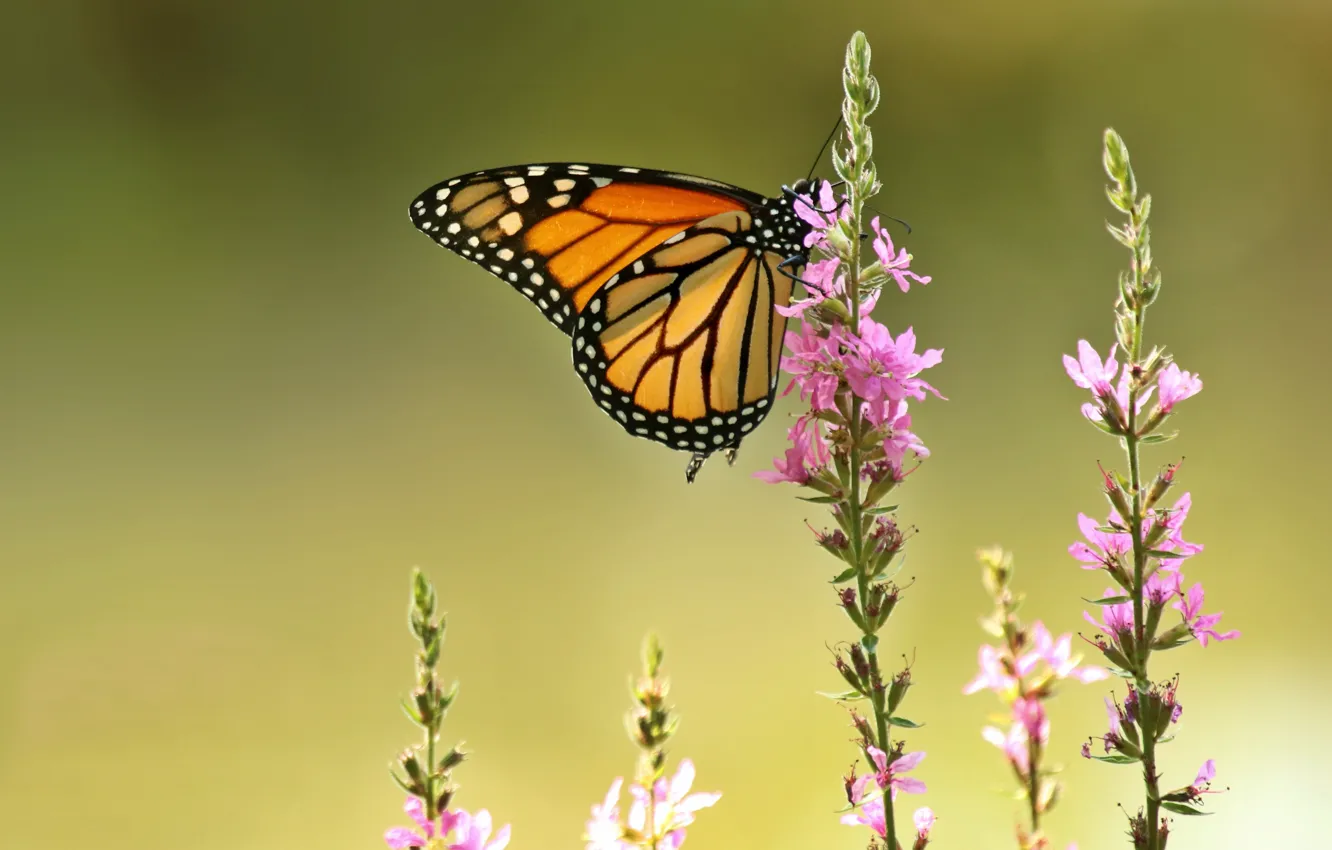 Фото обои макро, цветы, фон, бабочка, Данаида монарх, Дербенник иволистный, Плакун-трава
