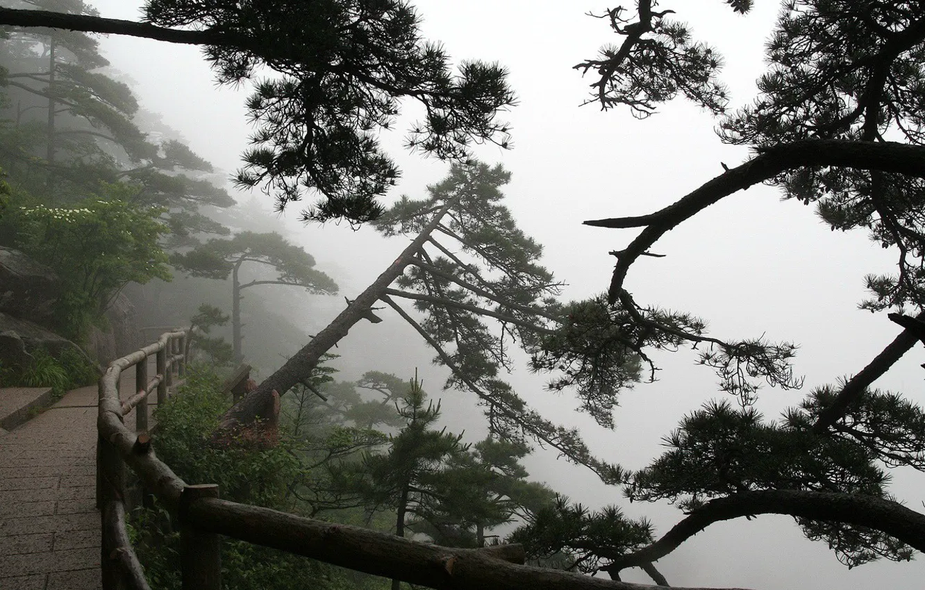 Фото обои туман, тропа, Деревья