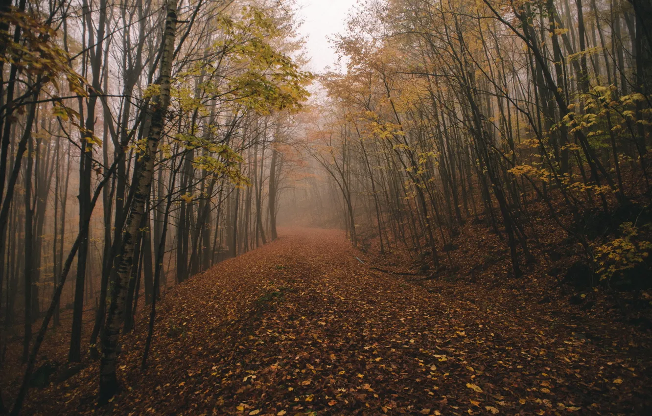 Фото обои forest, fog, fall, chasingfog