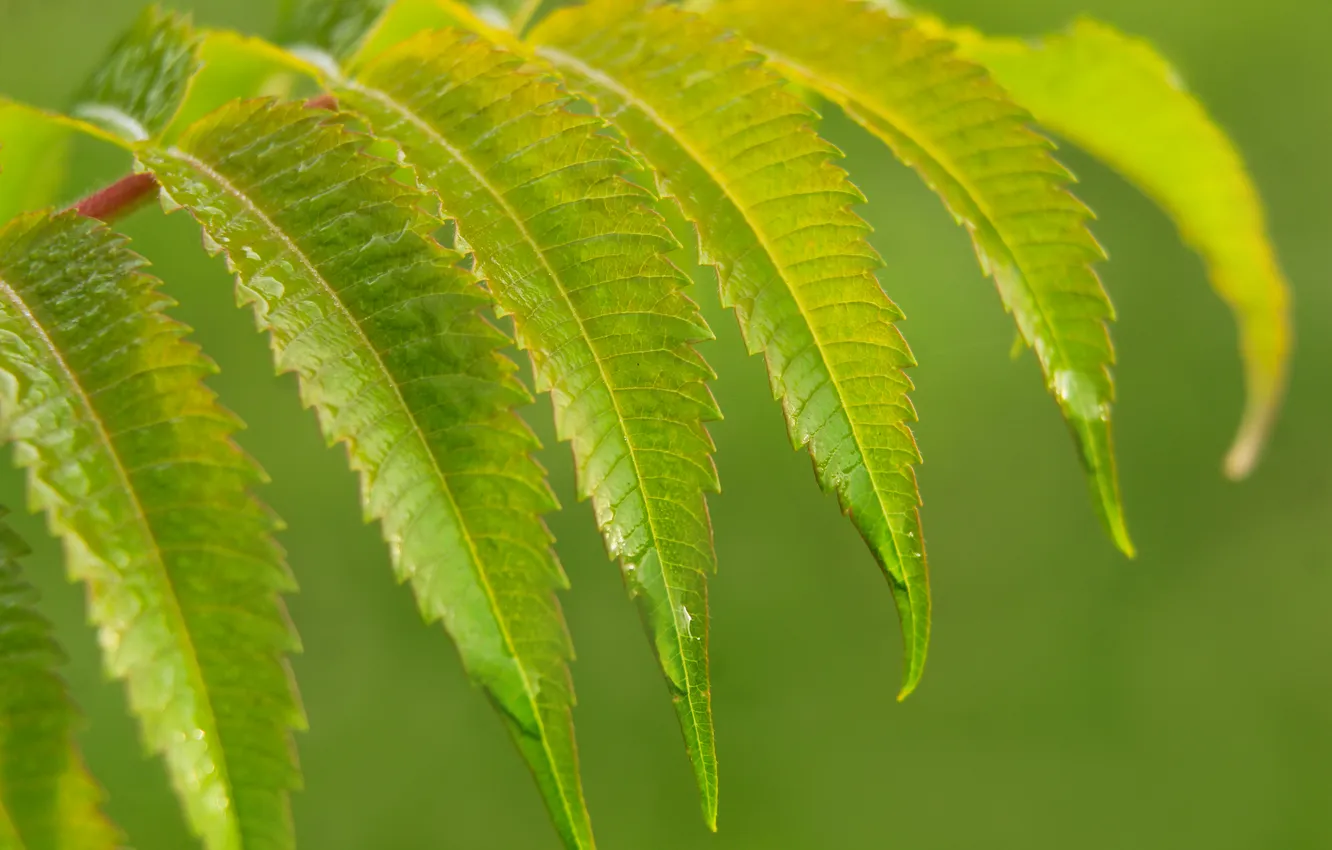 Фото обои green, leafs, plant