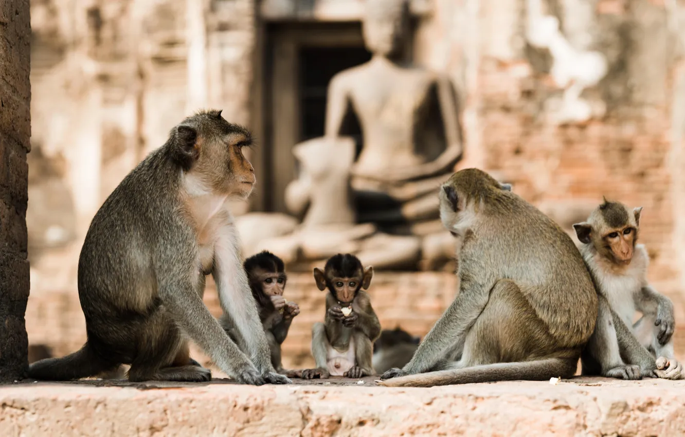 Фото обои Таиланд, Макаки, Thailand, Macaques, Lopburi, Лопбури, Monkeys in the temple ruins of Lopburi