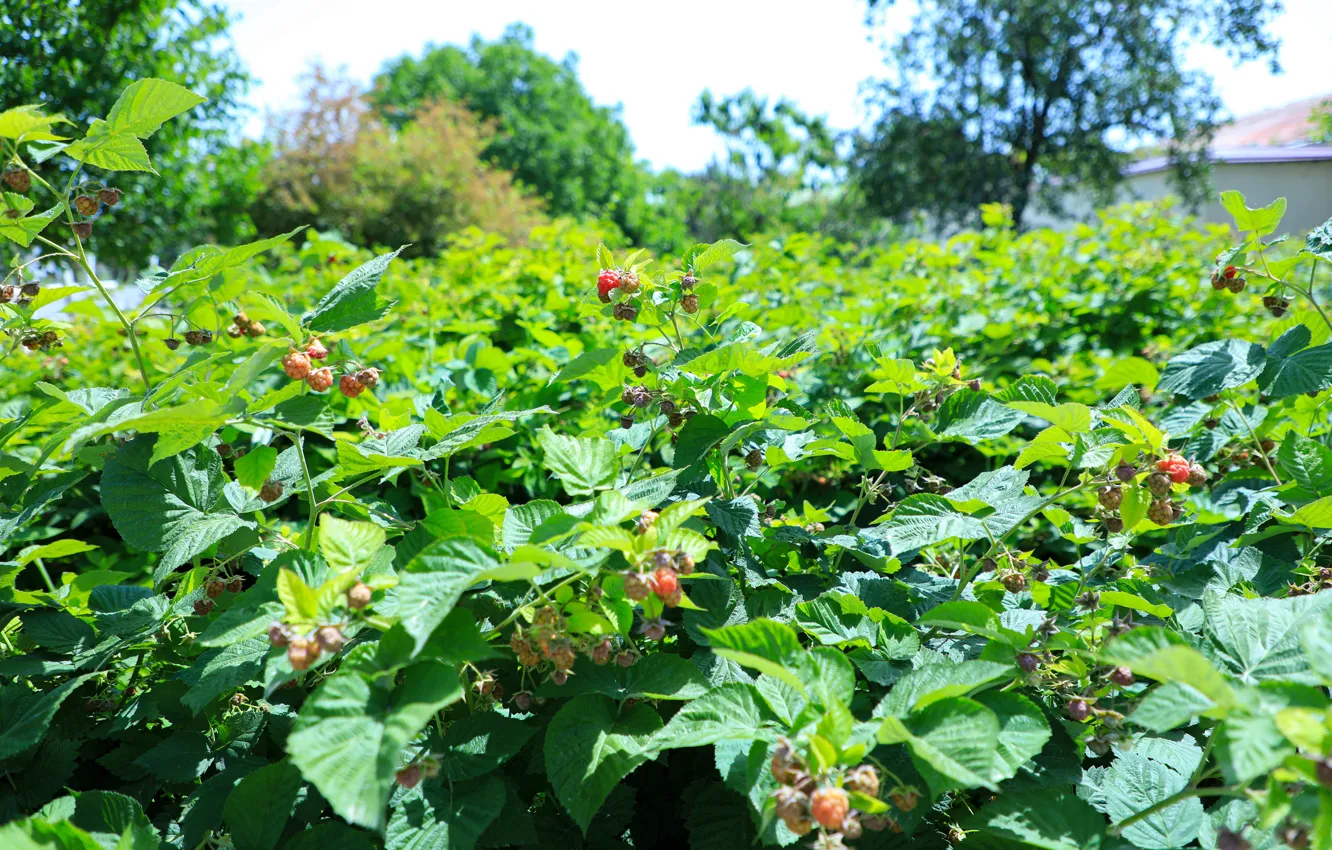 Фото обои малина, Raspberry, Узб, Фергана