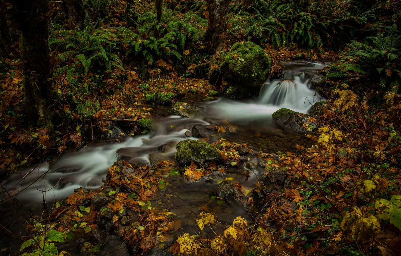 Фото обои осень, лес, листья, ручей, папоротник, штат Вашингтон, Mount Rainier National Park, Национальный парк Маунт-Рейнир