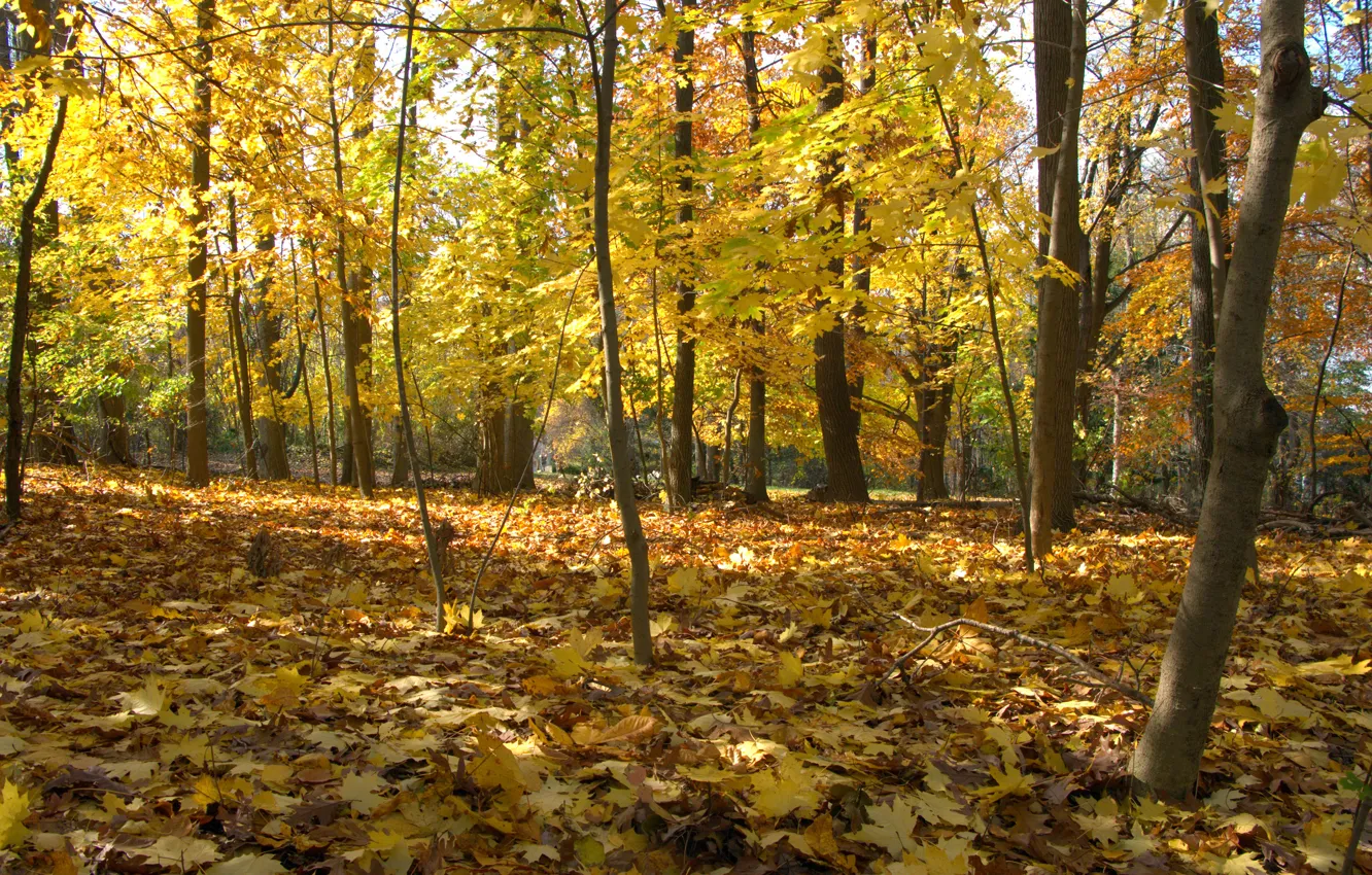 Фото обои осень, лес, листья, деревья, парк, forest, Nature, листопад