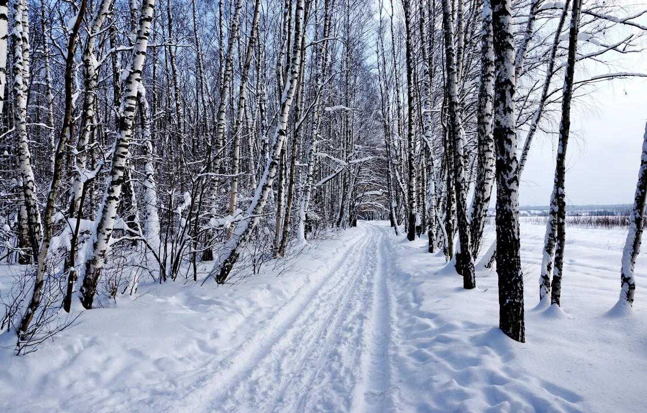 Фото обои зима, лес, снег, природа, Пейзаж, берёзы