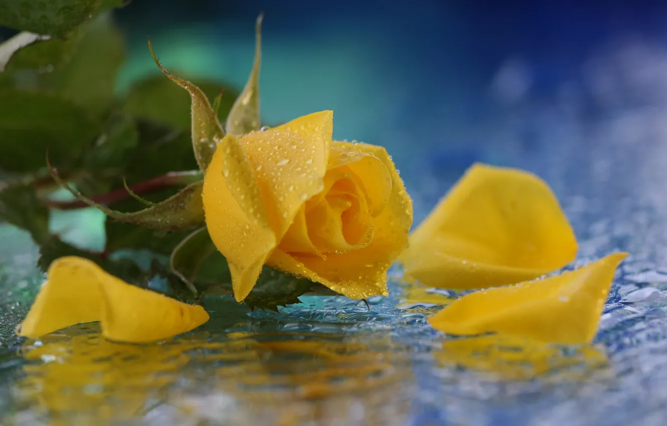 Фото обои цветок, вода, капли, роза, желтая