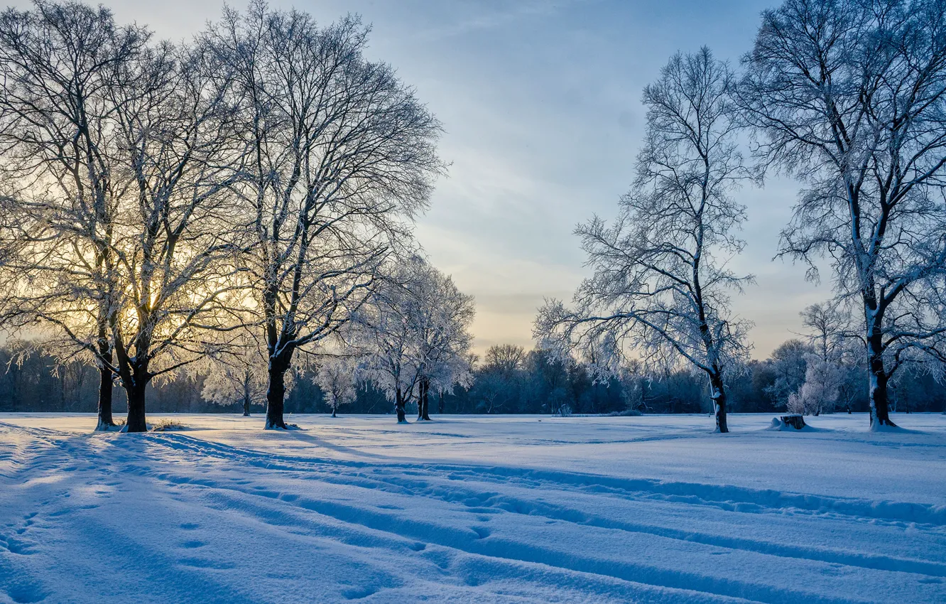 Фото обои зима, снег, деревья, следы, Россия, Александр Березуцкий