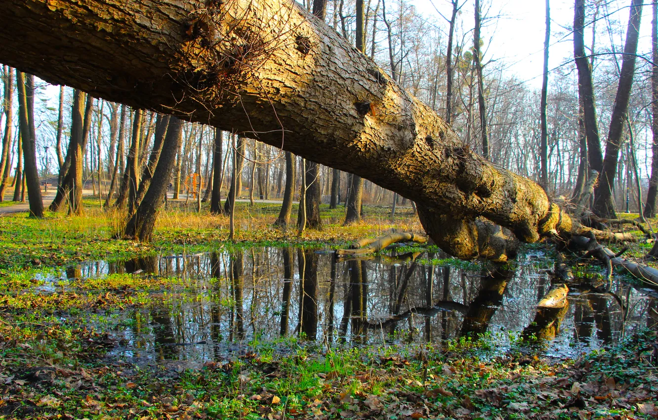 Фото обои forest, pool, park, tree