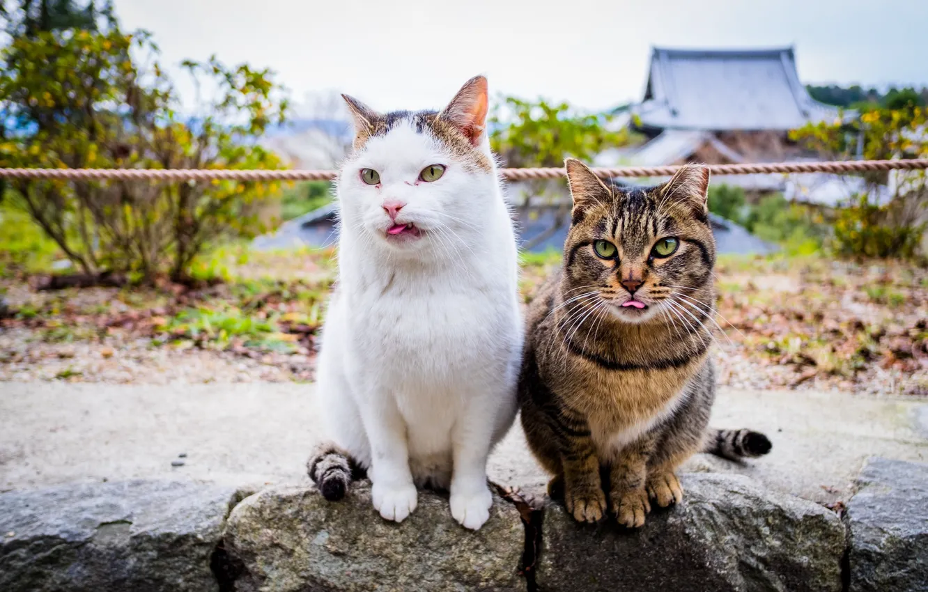Фото обои коты, языки, морды