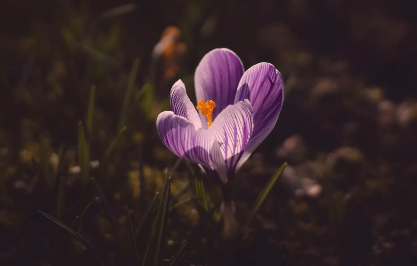 Фото обои цветок, свет, темный фон, сиреневый, поляна, весна, крокус