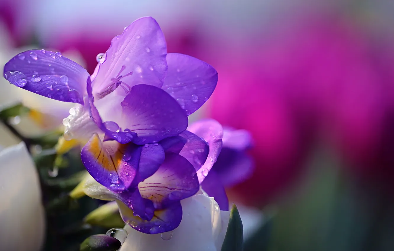 Фото обои цветок, вода, капли, природа, flower, nature, water, drops