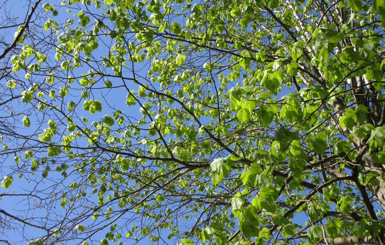 Фото обои ветки, молодые листики, весна 2018, Mamala ©