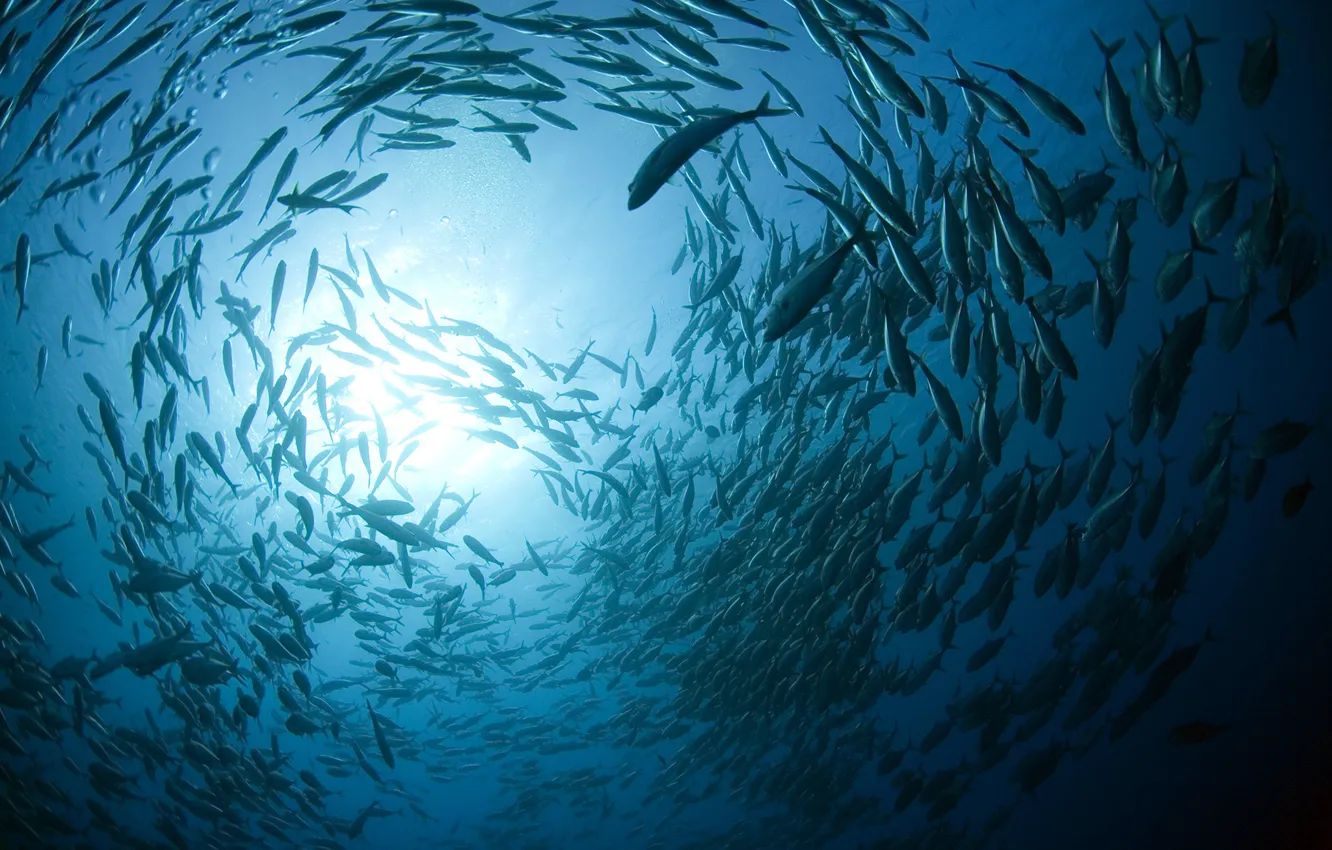 Фото обои море, свет, рыбы, пузыри, синева, подводный мир, косяк