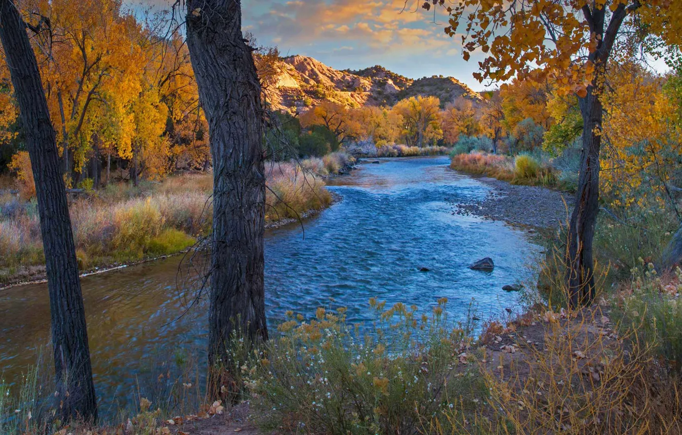 Фото обои осень, деревья, река, США, Нью-Мексико, Рио-Гранде
