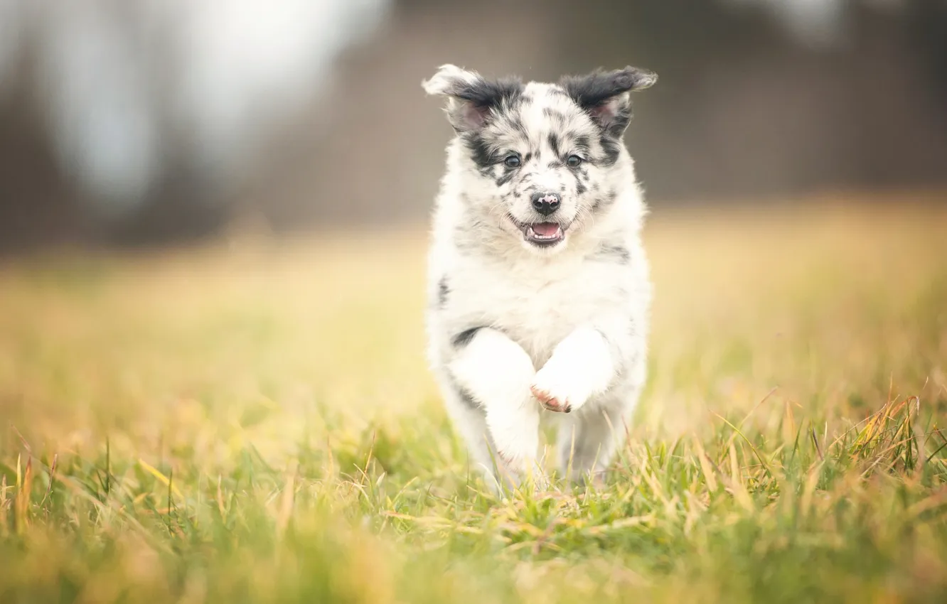 Фото обои бег, щенок, Border Collie