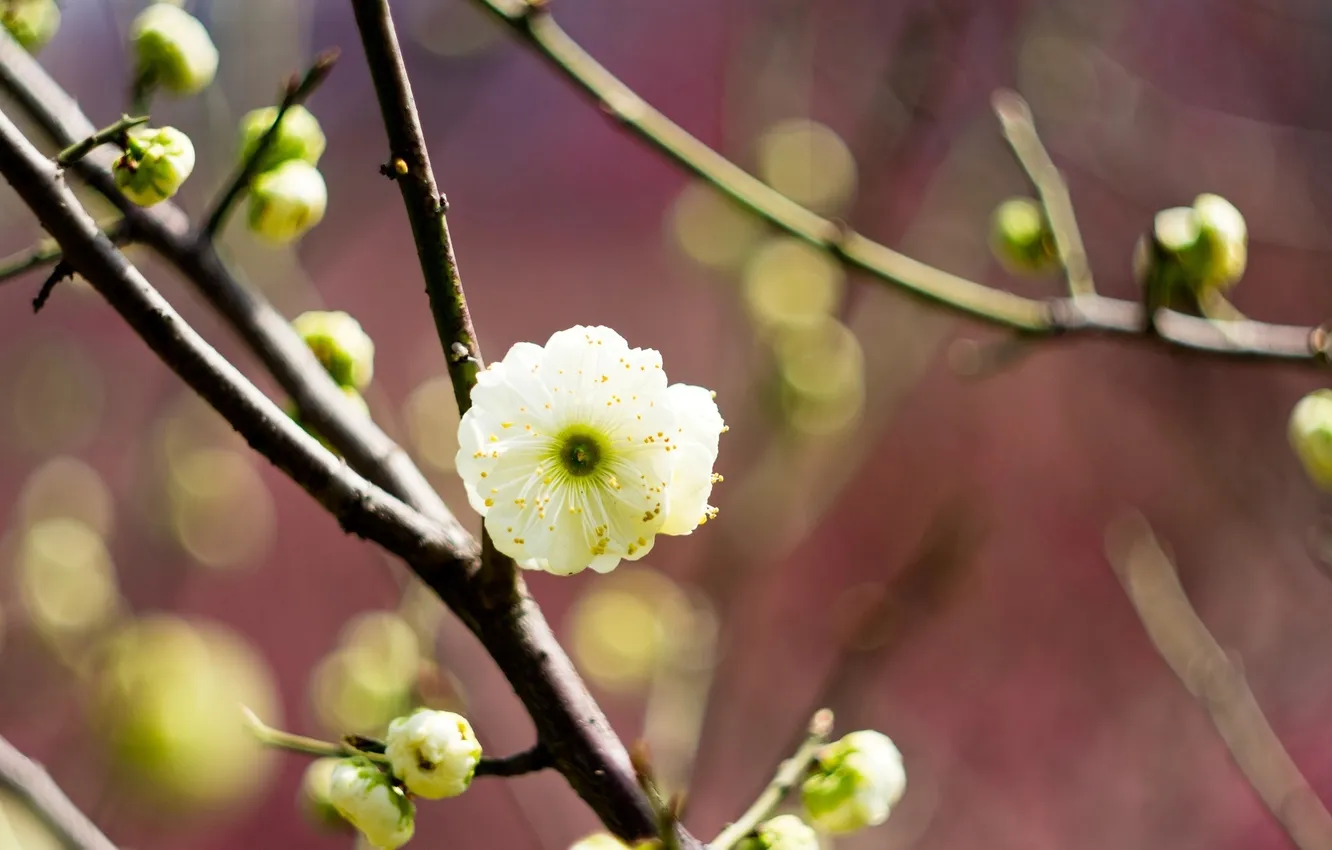 Фото обои белый, цветок, макро, дерево, ветка, весна, размытость, цветение