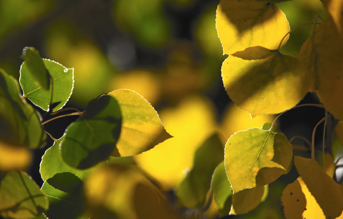 Фото обои осень, макро, листва, ветка