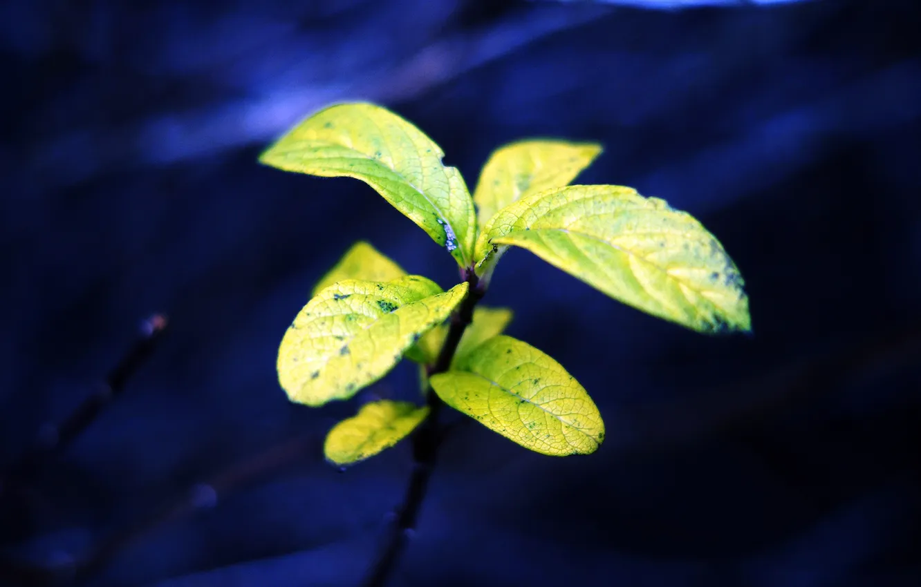 Фото обои зелень, природа, растение, листочки, синий фон
