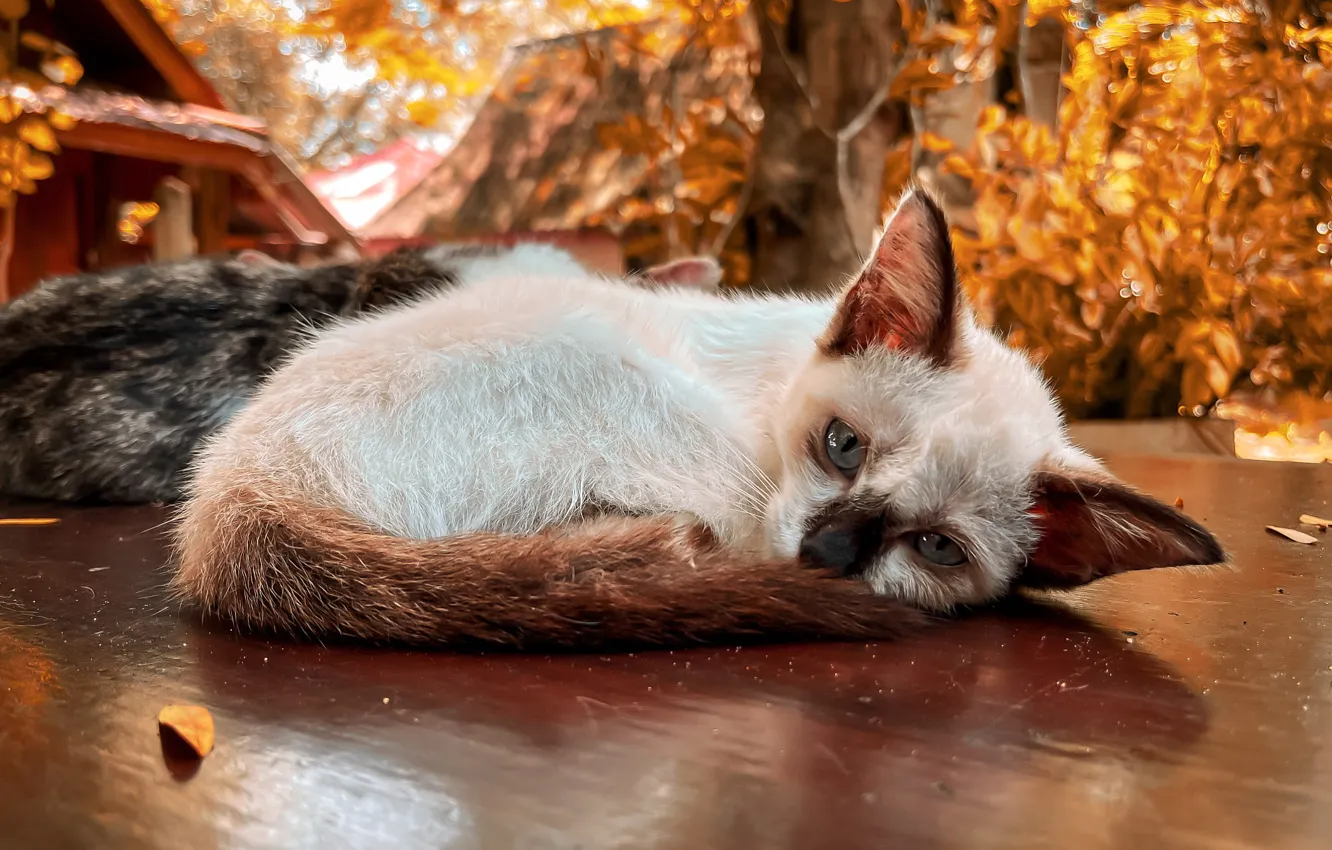Фото обои грусть, осень, кошка, котенок, листва, сад, листик, лежит
